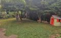 35 Gartenimpressionen vorderer Garten