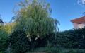 42 Gartenimpressionen