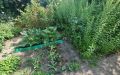 32 Gemüsegarten